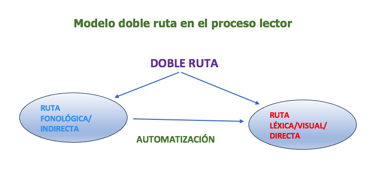 Modelo doble ruta en el proceso lector