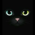 Catcar